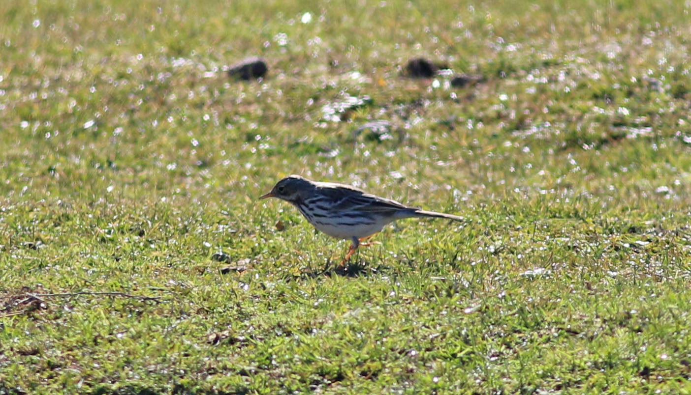 Meadow Pipit